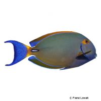 Spotted-face Surgeonfish (Acanthurus maculiceps)