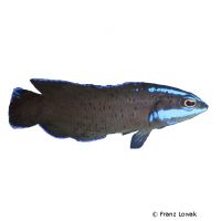 Springer’s Dottyback (Pseudochromis springeri)