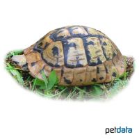 Spur-thighed Tortoise (Testudo graeca ibera)