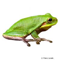 Squirrel Treefrog (Hyla squirella)