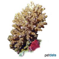 Staghorn Coral (SPS) (Acropora appressa)