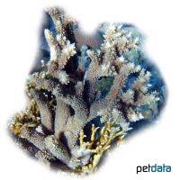 Staghorn Coral (SPS) (Acropora austera)