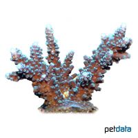 Staghorn Coral (SPS) (Acropora latistella)