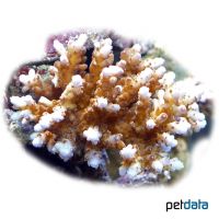 Staghorn Coral (SPS) (Acropora nana)