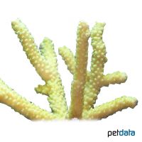 Staghorn Coral (SPS) (Acropora pulchra)