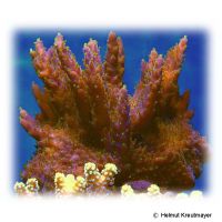 Staghorn Coral (SPS) (Acropora sp. 'Tricolor')