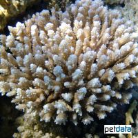 Staghorn Coral (SPS) (Acropora sp.)