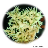 Staghorn Coral (SPS) (Acropora suharsonoi)