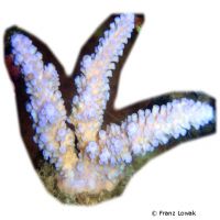 Staghorn Coral - Blue (SPS) (Acropora digitifera)