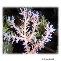 Staghorn Coral - Blue Tips (SPS) (Acropora fenneri 'Pink')