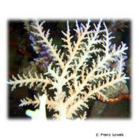 Staghorn Coral - Blue Tips (SPS) (Acropora fenneri)