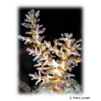Staghorn Coral - Greenish (SPS) (Acropora echinata 'Blue Tips')