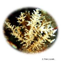 Staghorn Coral - Greenish (SPS) (Acropora echinata)