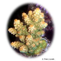 Staghorn Coral - Orange Tips (SPS) (Acropora digitifera 'Orange Tips')