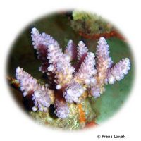 Staghorn Coral - Pink (SPS) (Acropora cophodactyla)