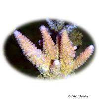 Staghorn Coral - Pink (SPS) (Acropora gemmifera)