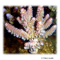 Staghorn Coral - Pink Tips (SPS) (Acropora digitifera 'Pink Tips')