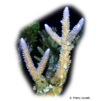 Staghorn Coral - Purple (SPS) (Acropora formosa)
