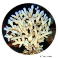 Staghorn Coral - Purple Tips (SPS) (Acropora caroliniana)