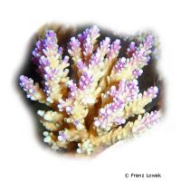 Staghorn Coral - Purple Tips (SPS) (Acropora cerealis)