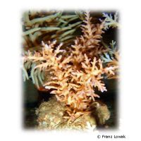 Staghorn Coral - Redish (SPS) (Acropora turaki)