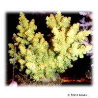 Staghorn Coral - Yellow (SPS) (Acropora florida)