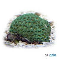 Star Coral (LPS) (Astrea annuligera)