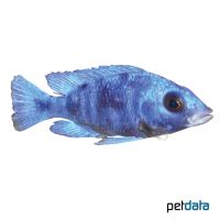 Star Sapphire Hap (Placidochromis phenochilus)