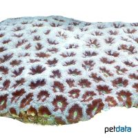 Starlet Coral (LPS) (Siderastrea siderea (LPS))