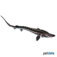 Starry Sturgeon (Acipenser stellatus)