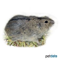 Steppe Lemming (Lagurus lagurus)