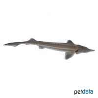 Sterlet Sturgeon (Acipenser ruthenus)