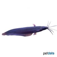 Stinging Catfish (Heteropneustes fossilis)