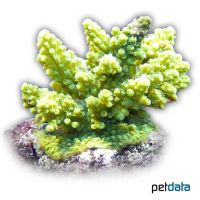 Stony Coral (SPS) (Acropora tumida)