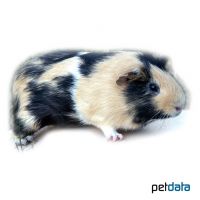 Straight-haired Guinea Pig (Cavia porcellus 'Straight-hair')