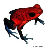 Strawberry Poison Frog (Oophaga pumilio)