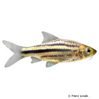 Striped Barb (Desmopuntius johorensis)