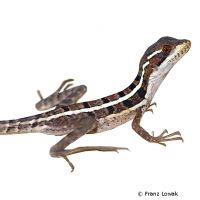 Striped Brown Basilisk (Basiliscus vittatus)