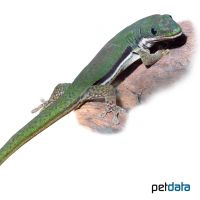 Striped Day Gecko (Phelsuma lineata)