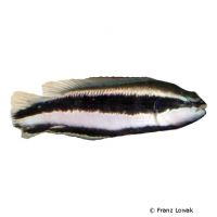 Striped Dottyback (Pseudochromis sankeyi)