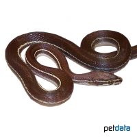 Striped House Snake (Boaedon lineatus)