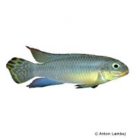 Striped Kribensis Nigeria-Green (Pelvicachromis taeniatus 'Nigeria-Green')