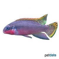 Striped Kribensis Nigeria-Red (Pelvicachromis taeniatus 'Nigeria-Red')