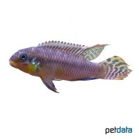 Striped Kribensis Nigeria-Yellow (Pelvicachromis taeniatus 'Nigeria-Yellow')