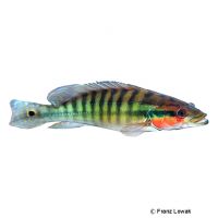 Striped Pike Cichlid (Crenicichla strigata)