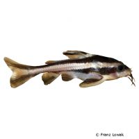 Striped Raphael Catfish (Platydoras costatus)