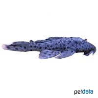 Sultan Pleco (Leporacanthicus joselimai)