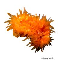 Sun Coral (LPS) (Balanophyllia spp.)