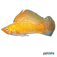 Sunburst Giant Sailfin Molly (Poecilia velifera var.)