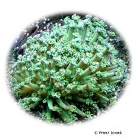 Sunflower Coral (LPS) (Goniopora djiboutiensis)